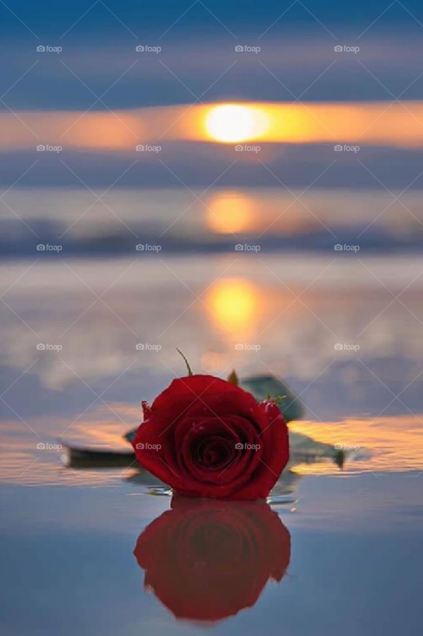 red rose on beach