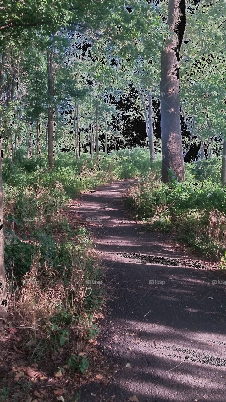 road through the woods