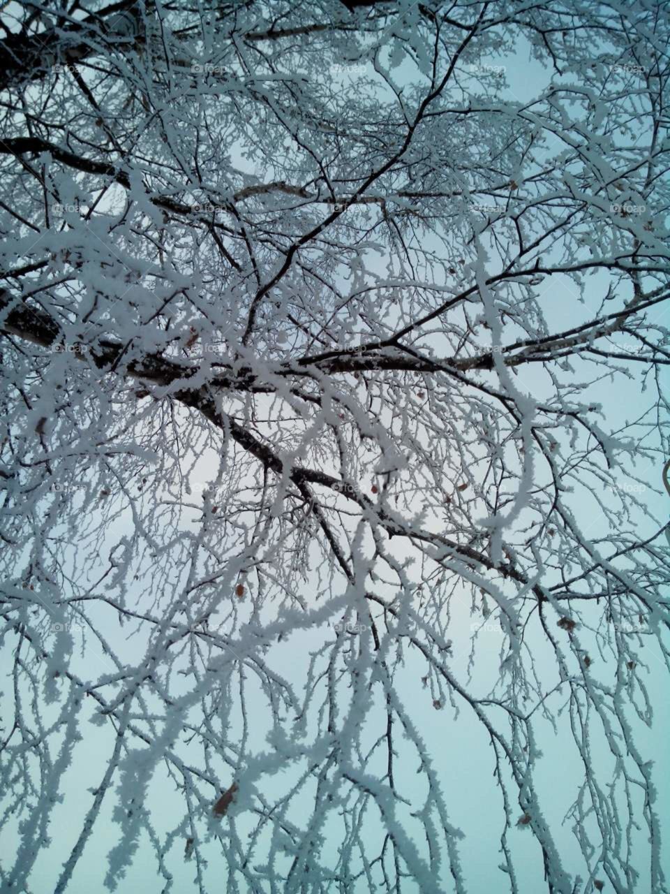 winter branches in snow on the grey sky background in the morning