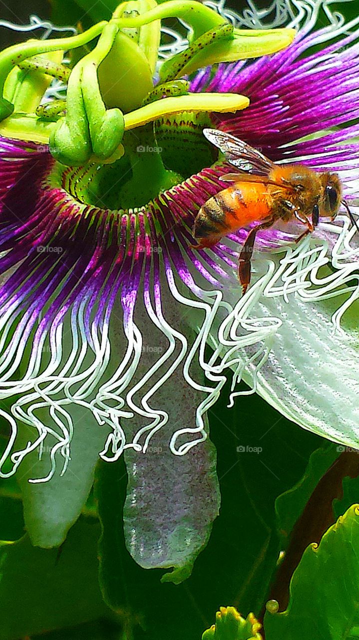 "Bee On Passion Flower"
