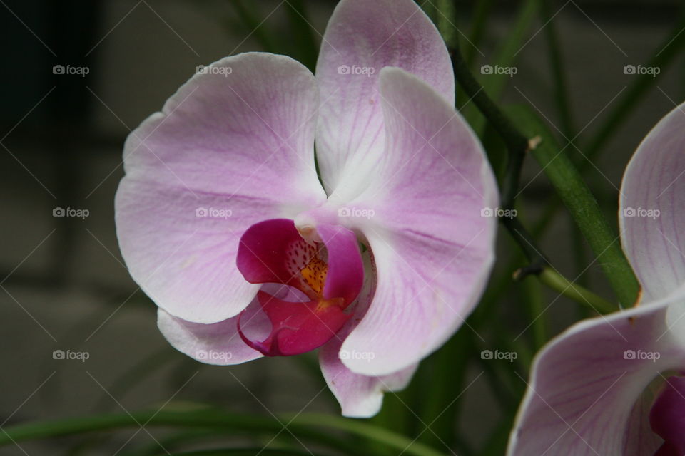 Orchid in the backyard.