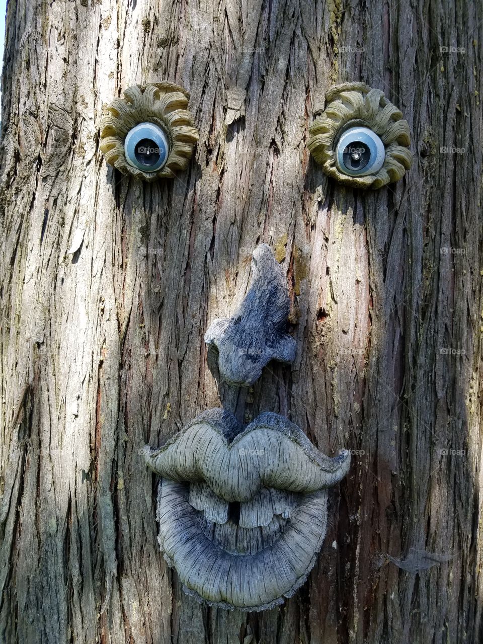 Tree Face