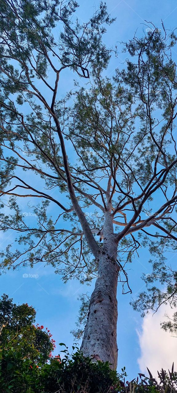 A Tall tree captured from its bottom