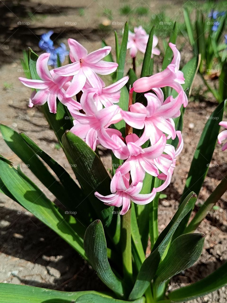 pink hyacinth