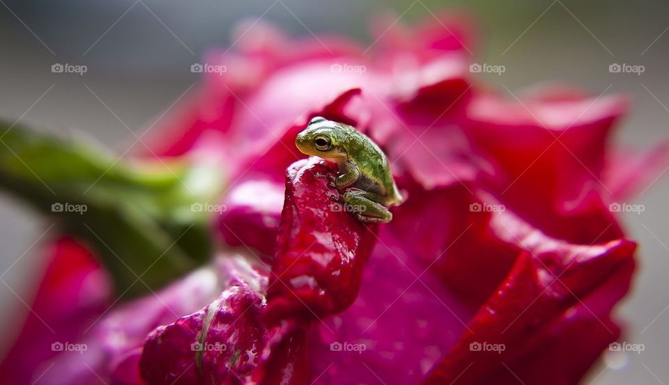 A rose and frog 