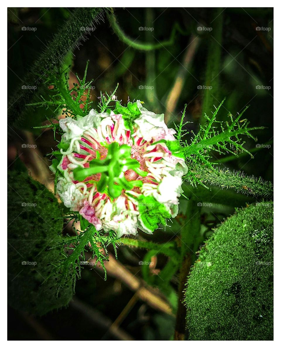 weirdest  flower and nature love