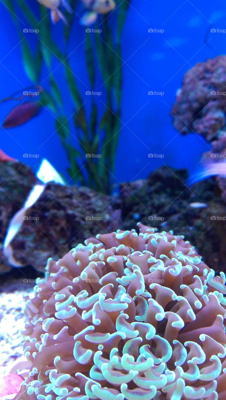 aquarium with coral, black rocks, and anemone in pastel colors