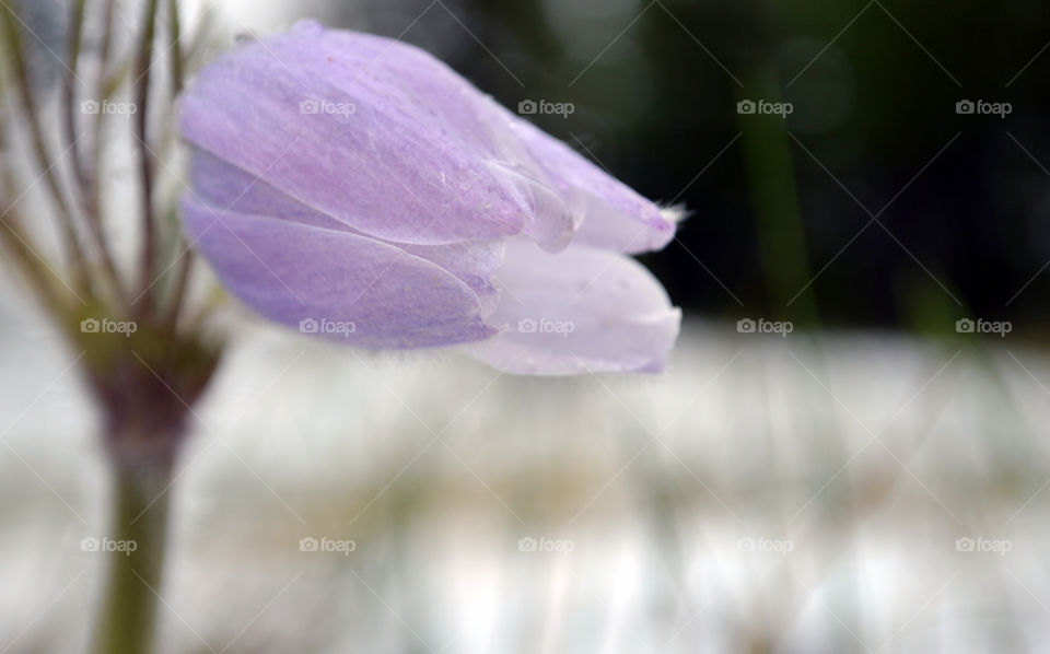 Alpine Spring flower, a Cutleaf Anemone through the snow; Canadian Rocky Mountains near Banff Alberta 