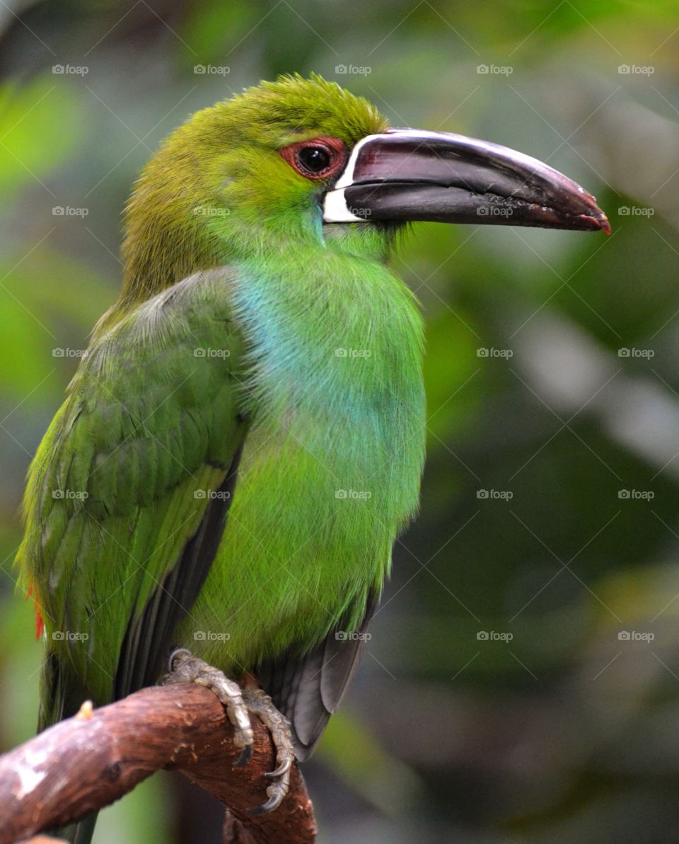 Crimson Rumped Toucanet