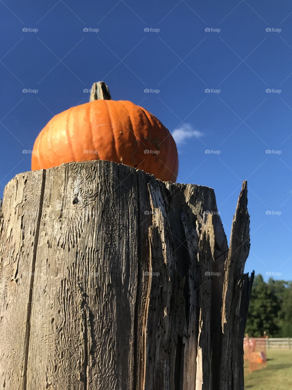 Pumpkin perched