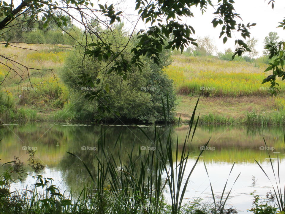 Lush bush by the water.