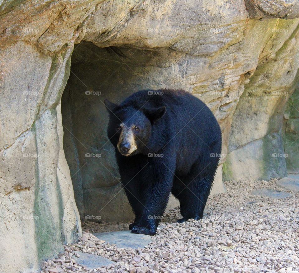Black Bear 🐻