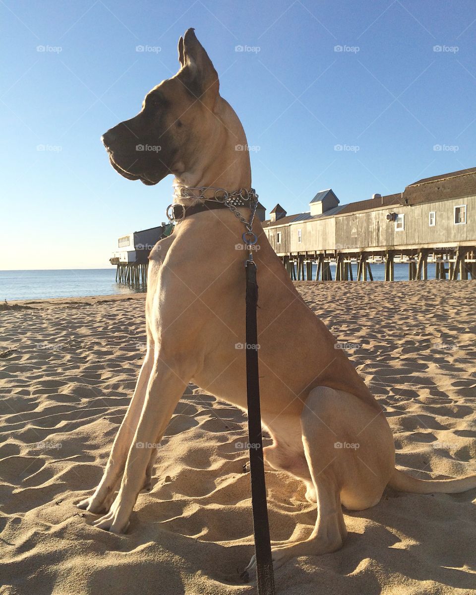 Beach dog!