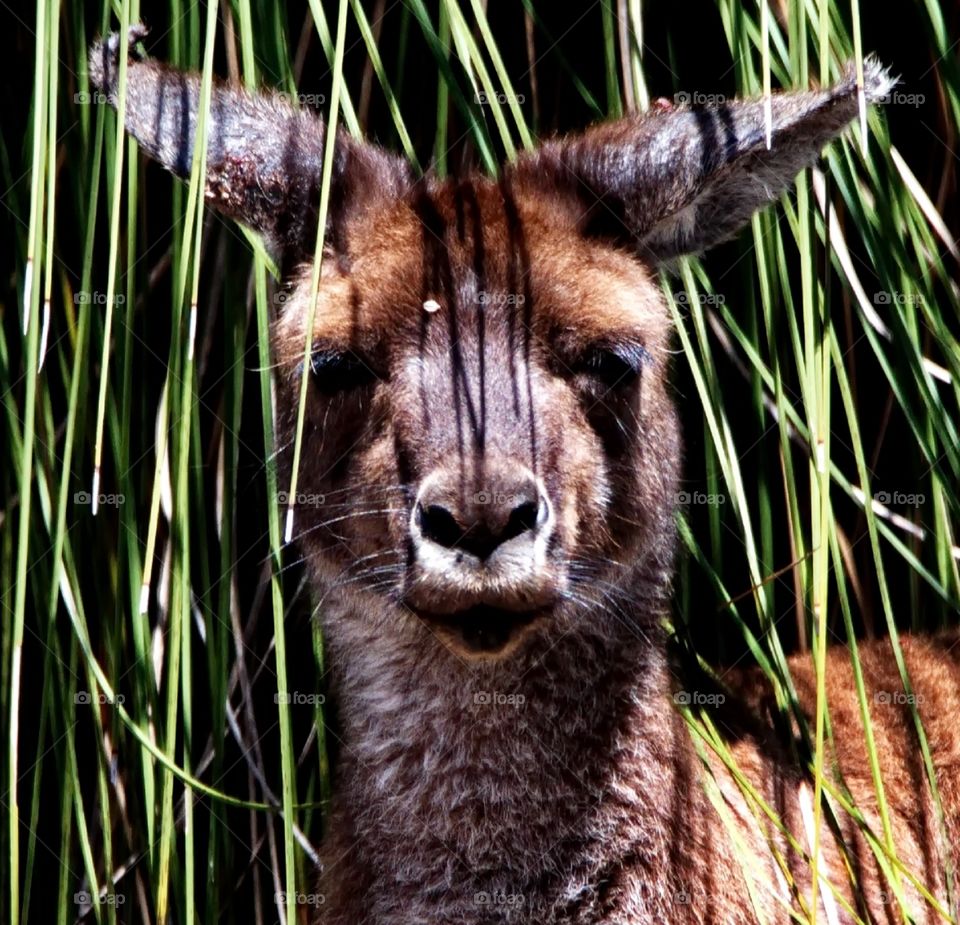 Kangaroo under a grass tree close up