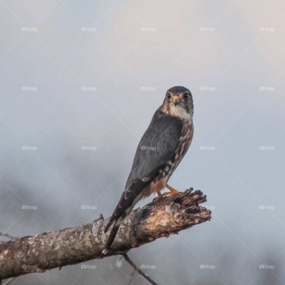 American Kestral. Taken at dusk