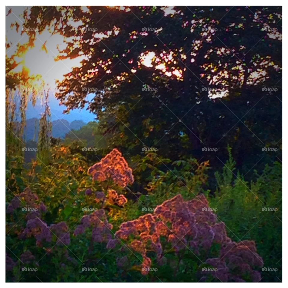 Spotlight on Joe Pye. A ray of the setting sun found a colorful weed to smile upon. 

