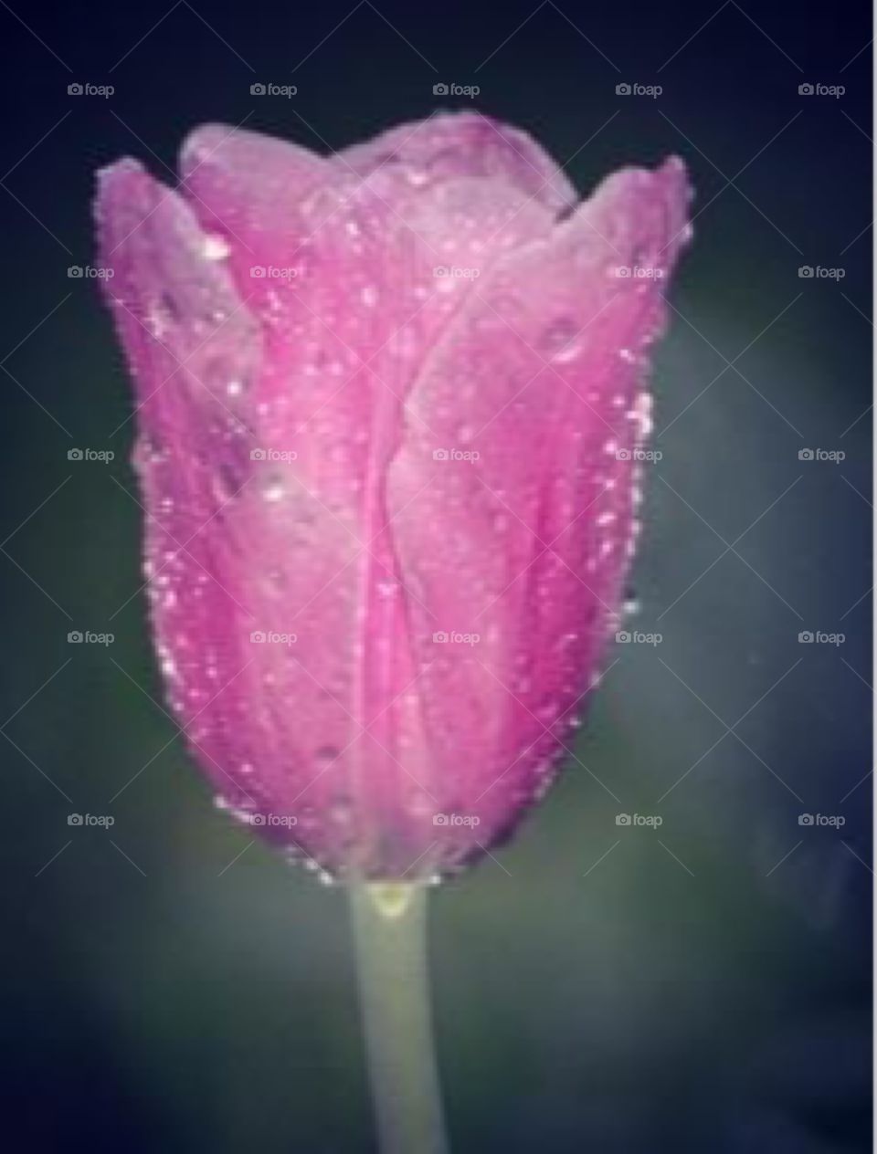 Rain on pink tulip 