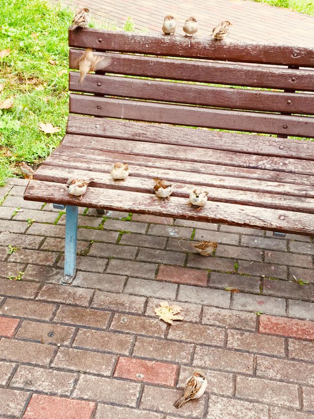 Birds 
