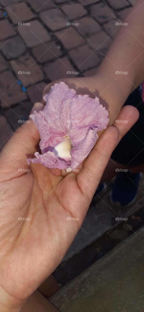 son delivering the rose flower to the mother