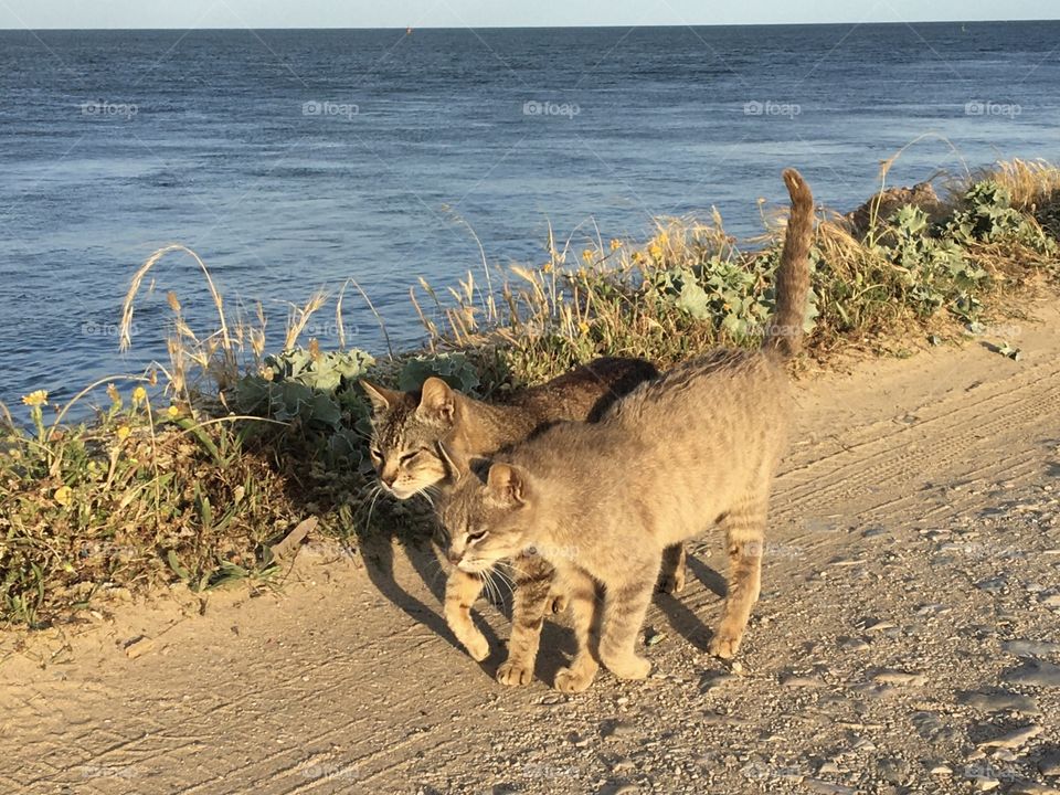 Two cats walking together at the same rythme in evening light