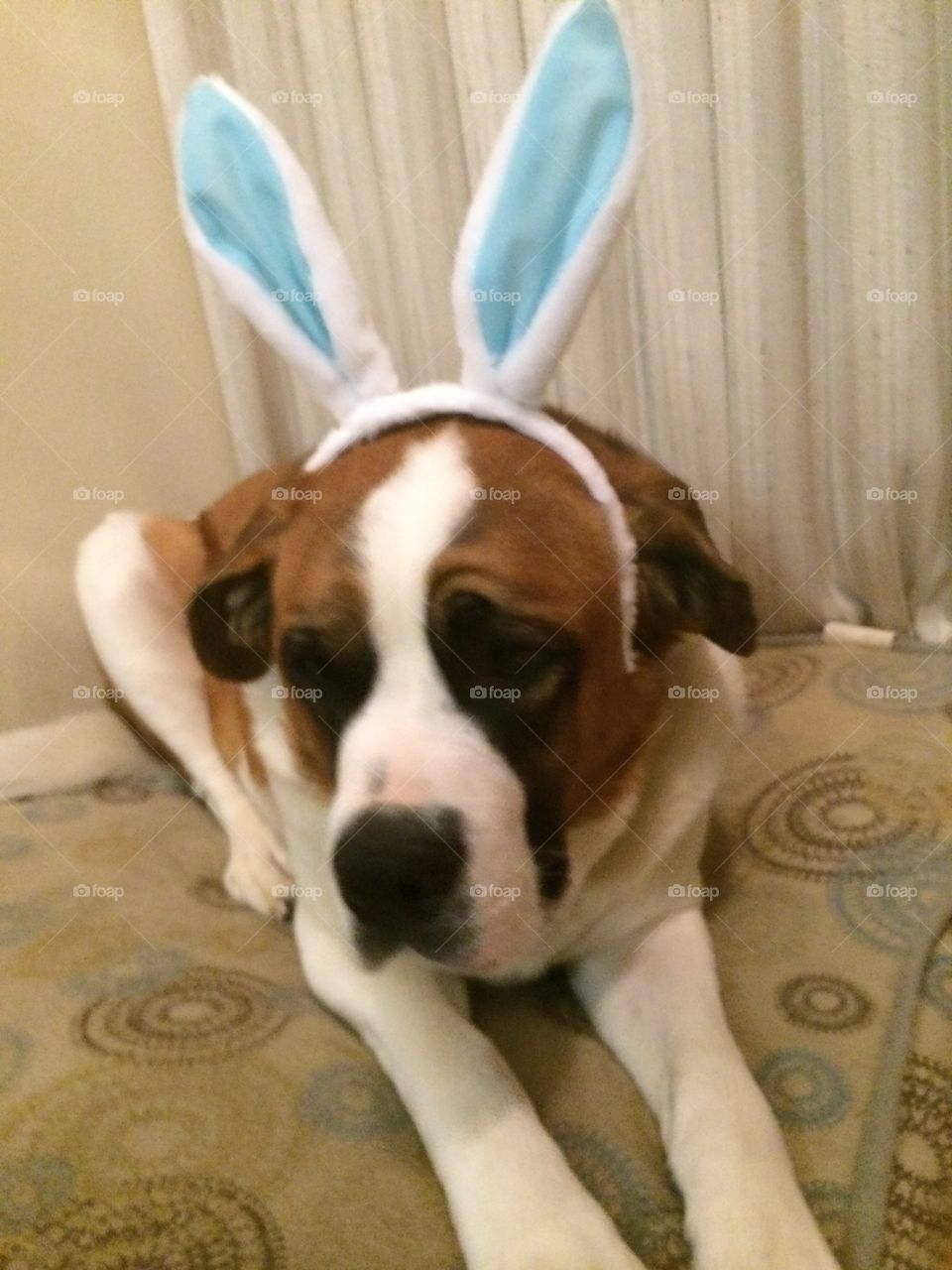 Easter Dog. Gomer dressed up as an Easter bunny. 
