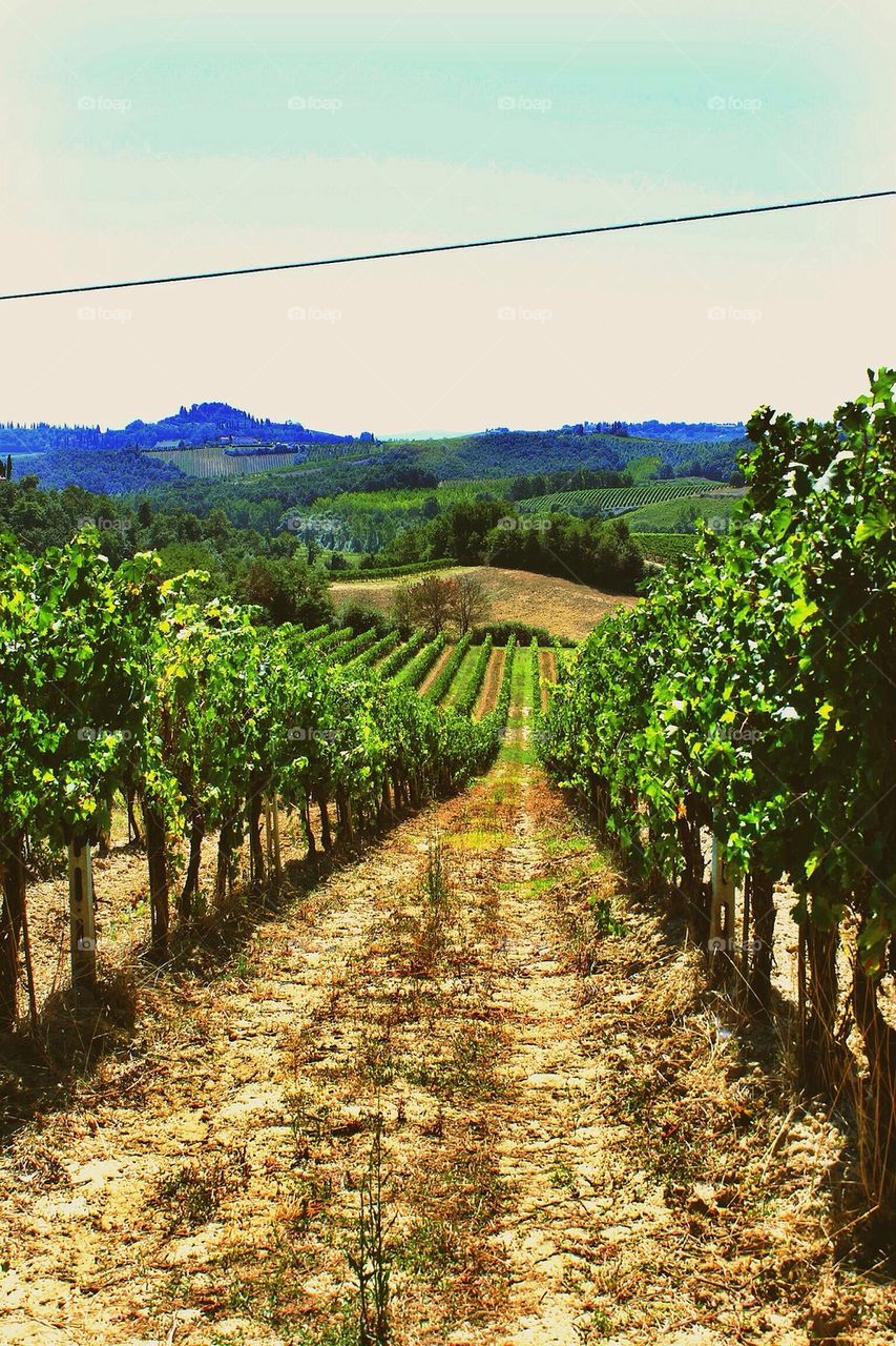 Vineyard of Siena