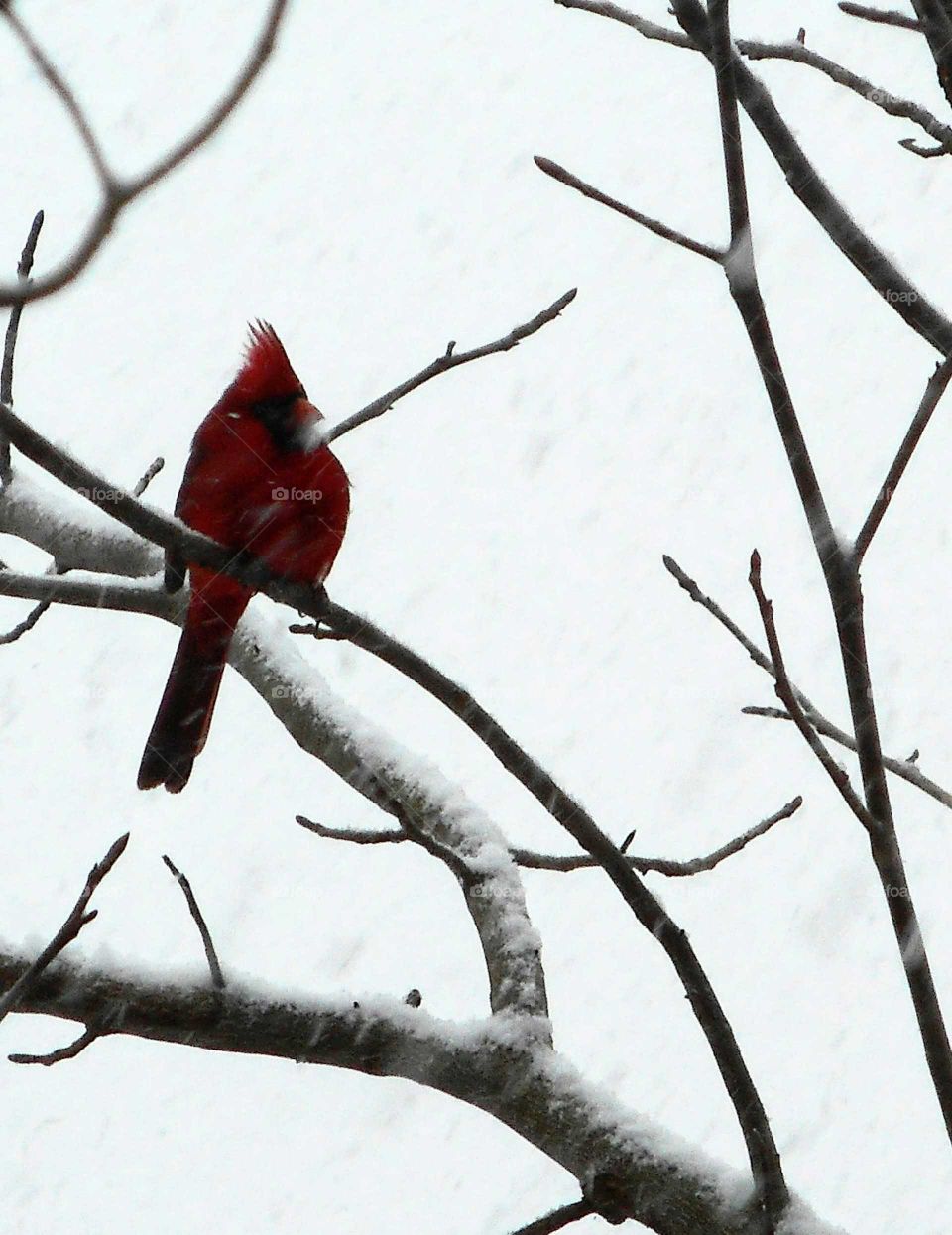 winter redbird 2
