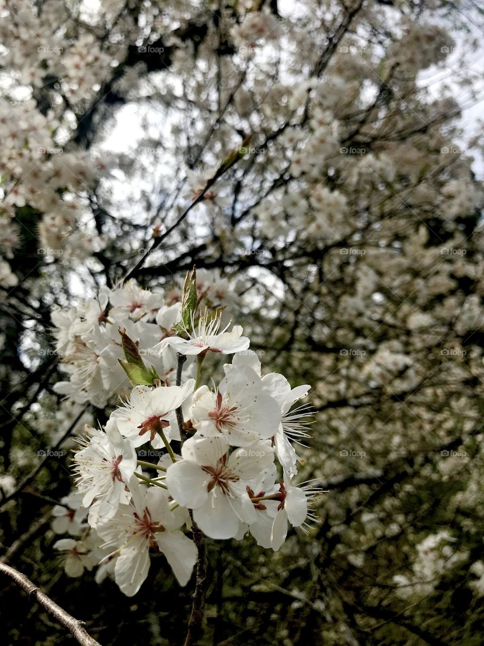 Springtime blossoms 
