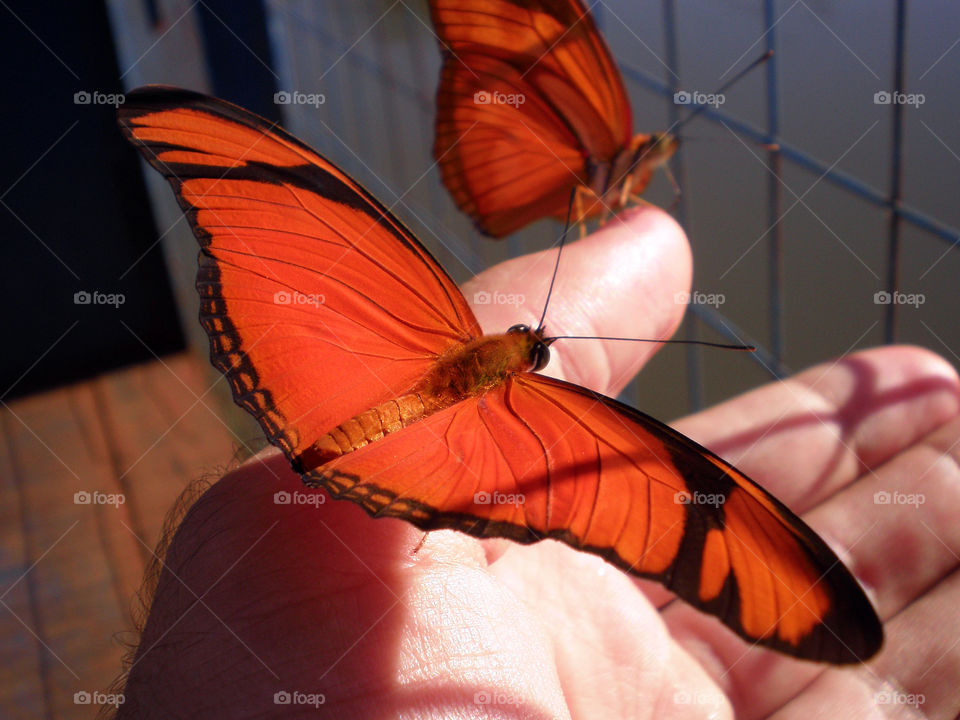 beautiful butterfly in hand