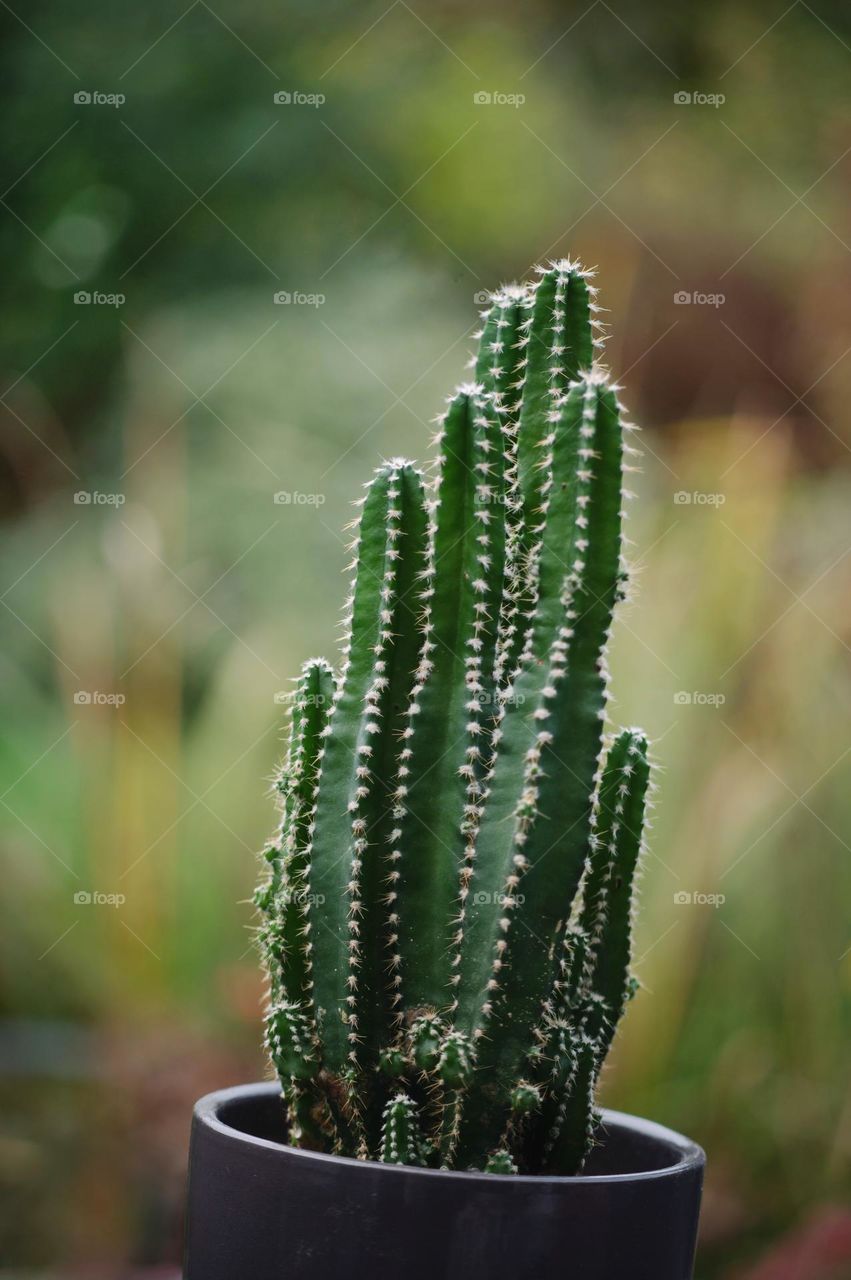 Cactus, cactus plant, cactus outside, green cactus, long cactus 