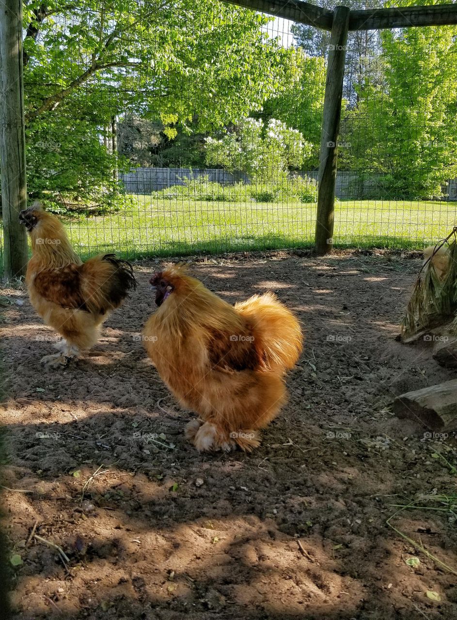 Fluffy Chicken