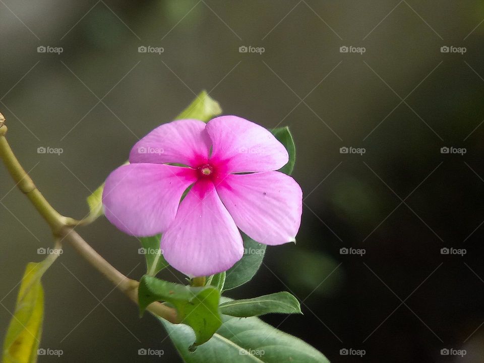 Catharanthus roseus, the pink flower, plants, outdoor, nature, isolated pink flower, beauty, beauty of nature, pink