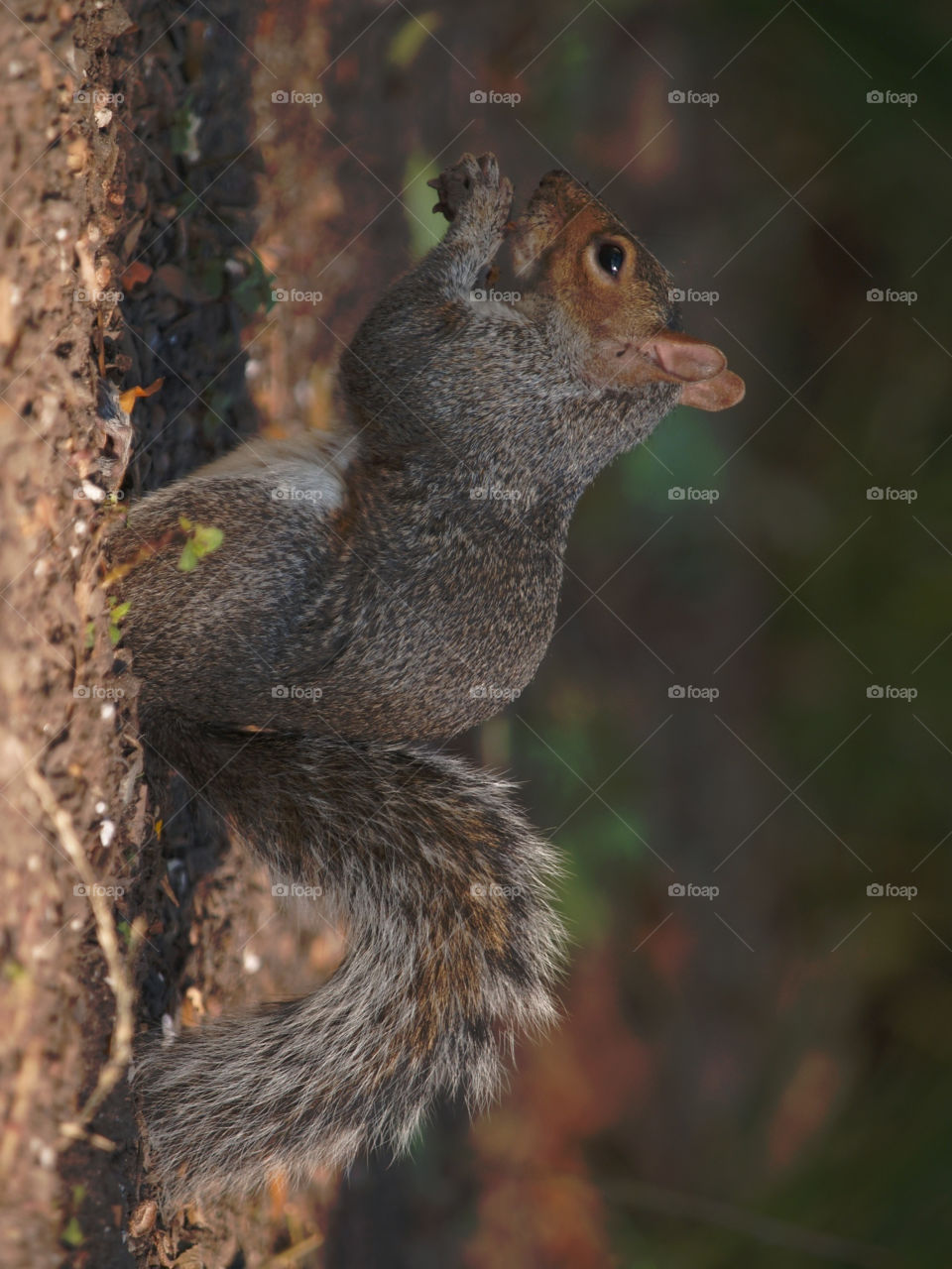 Squirrel in Central Park NYC