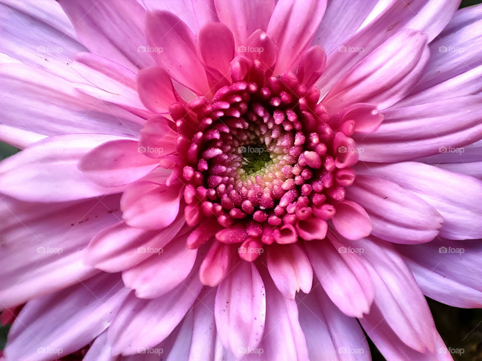 Pink Chrisantam flower