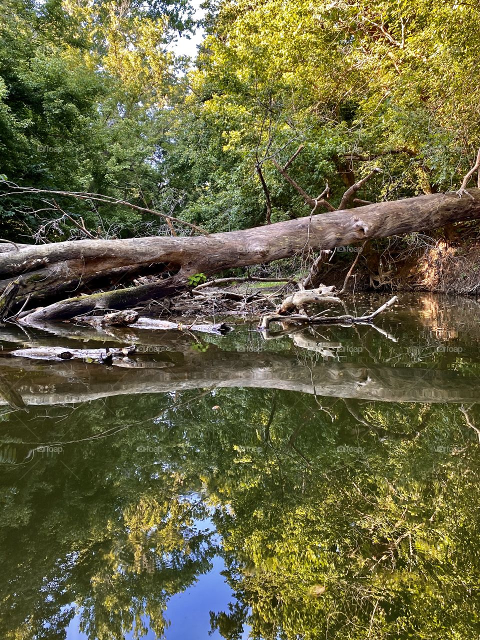 Nature bridge over water