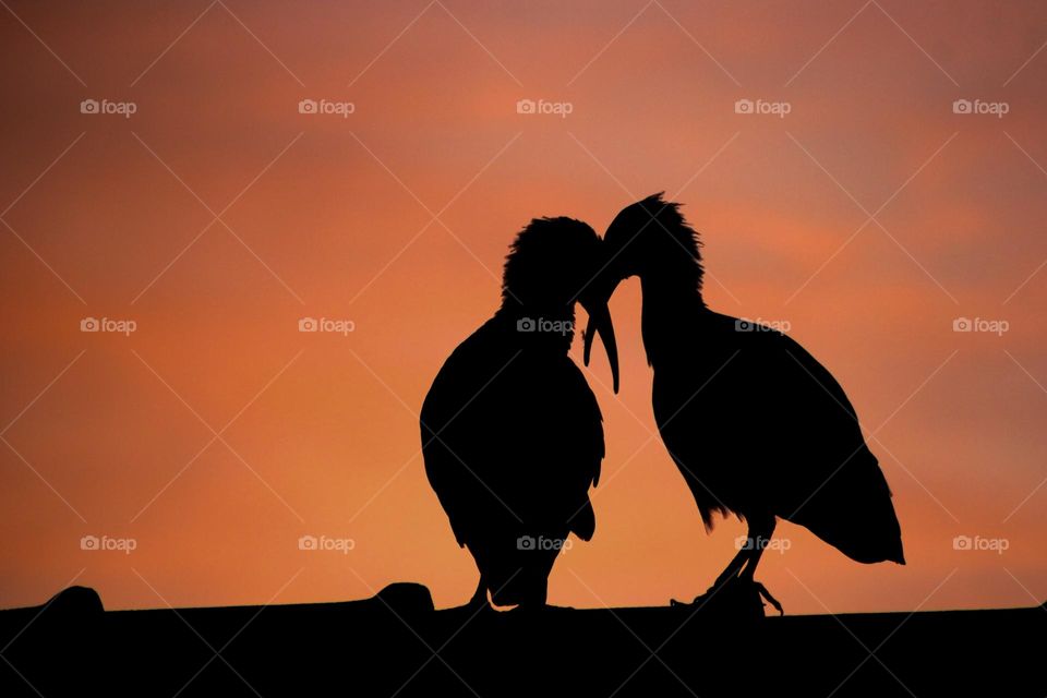 Two hadada ibis birds showing love at sunrise