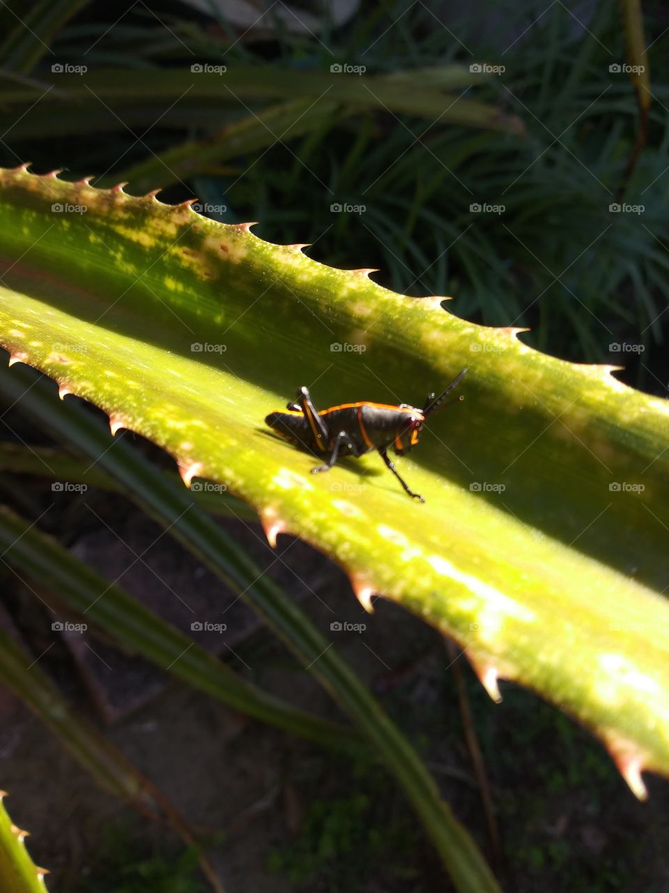 Grasshopper sun bathing