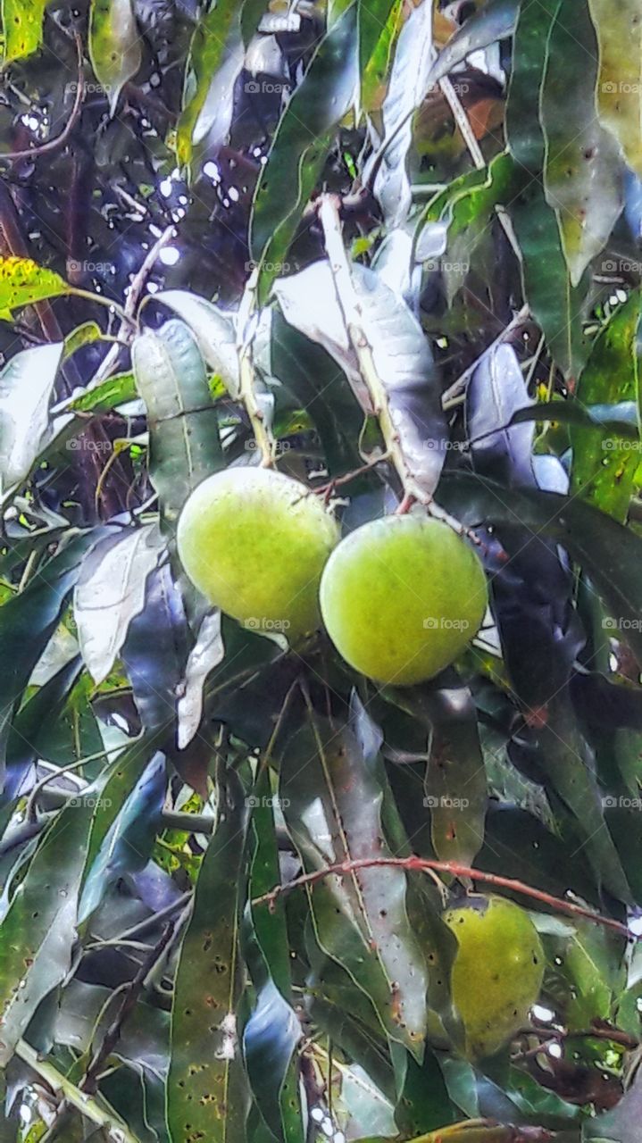 Mango Fruits
