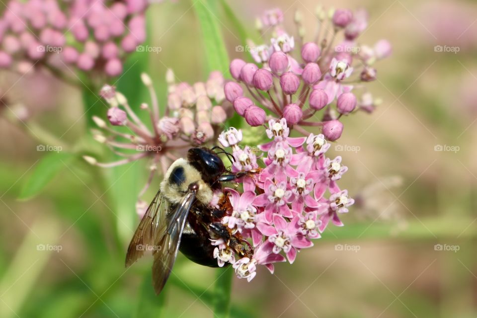 Bumble bee in milkweed 