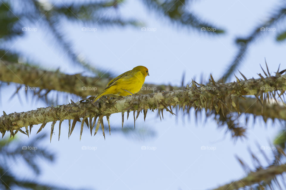 Beautiful canary.