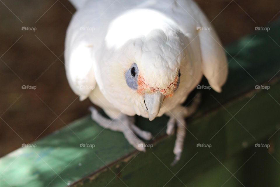 A silly little corella, staring mischievously at the camera, hogging all the attention
