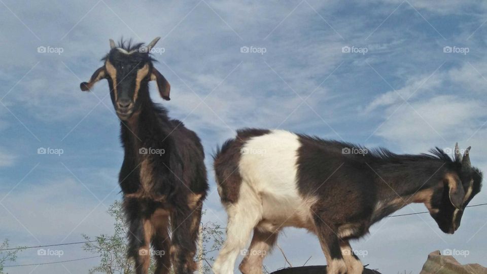 Beautiful black and white goat looking at camera.