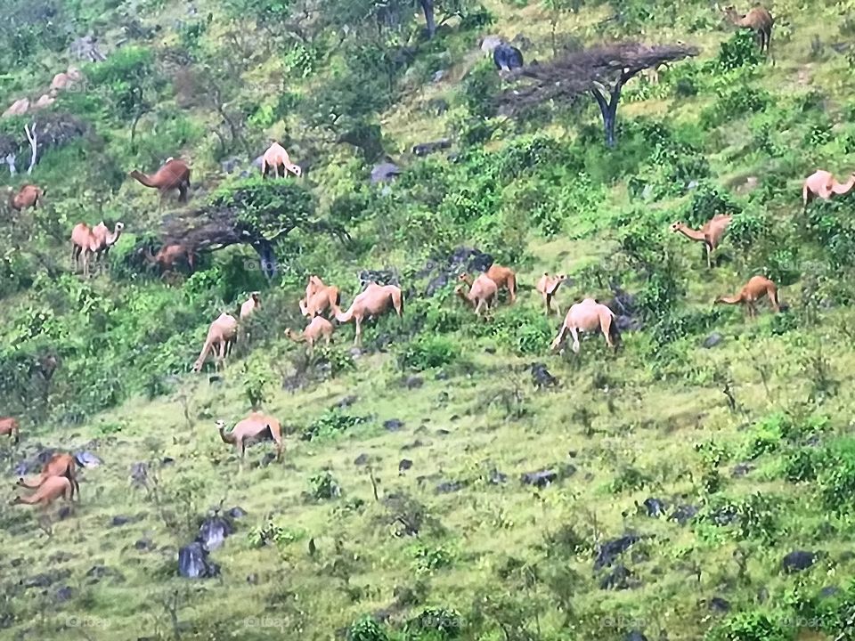 Camels on the mountains