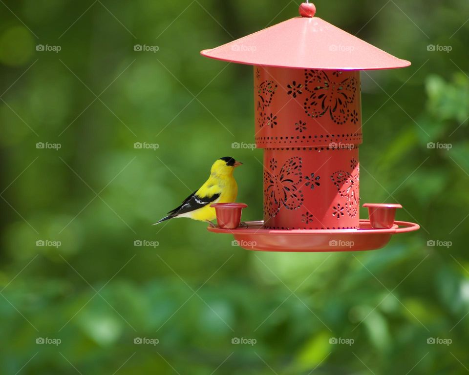 Goldfinch enjoying a snack