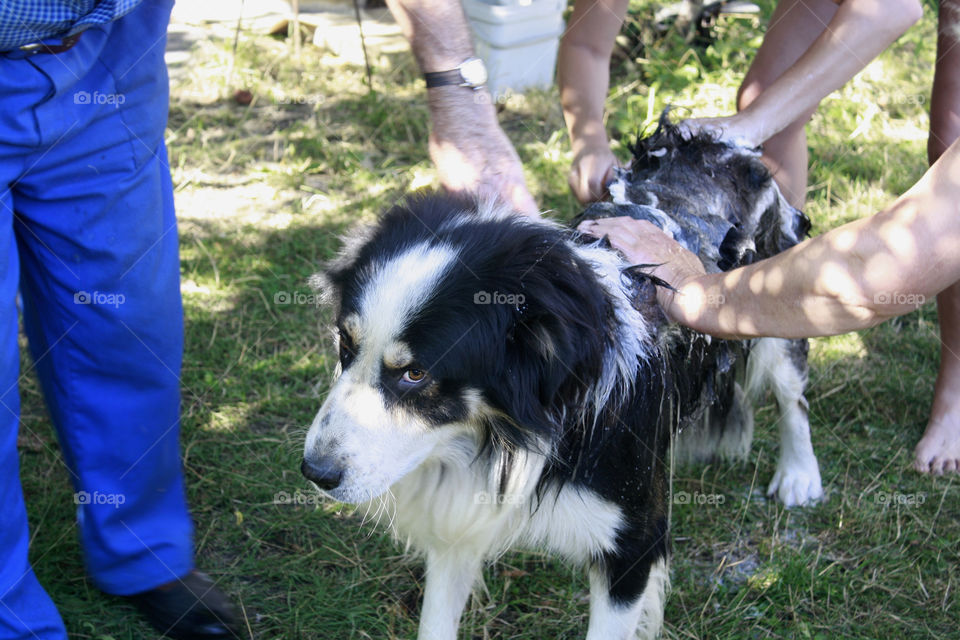 Spring time, bathing a dog