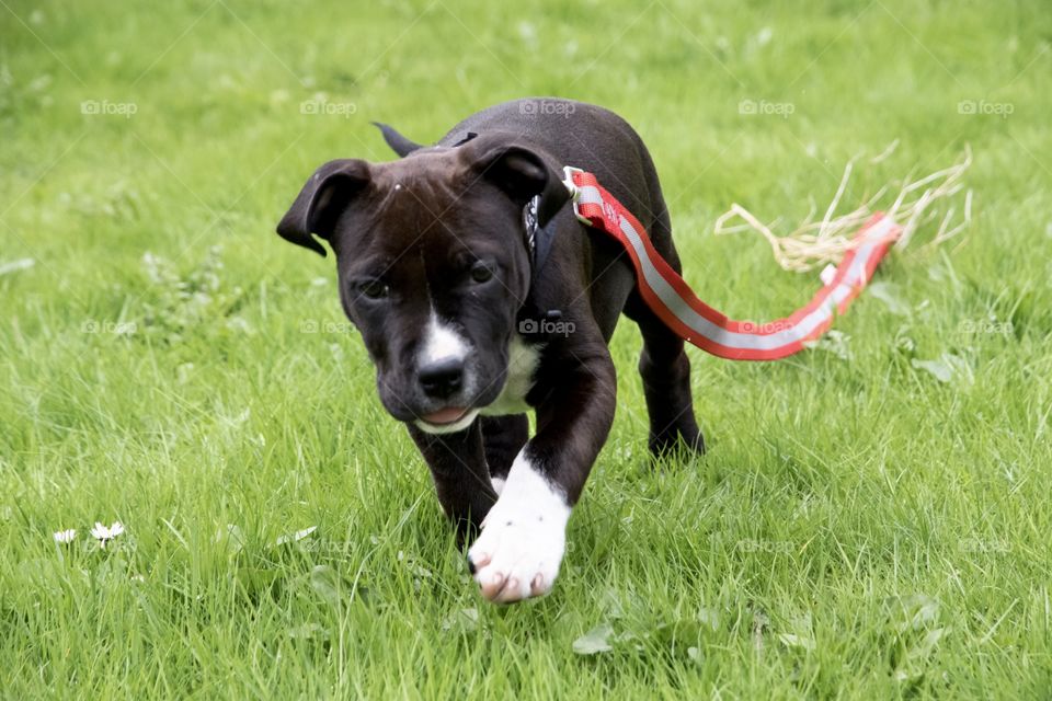 Cute happy little puppy dog running in the grass - söt gullig liten glad amstaff hundvalp springer i gräset 