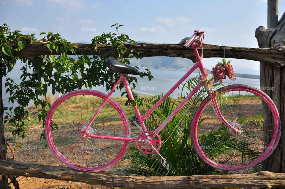 Wheel, Bike, Nature, Tree, Wood