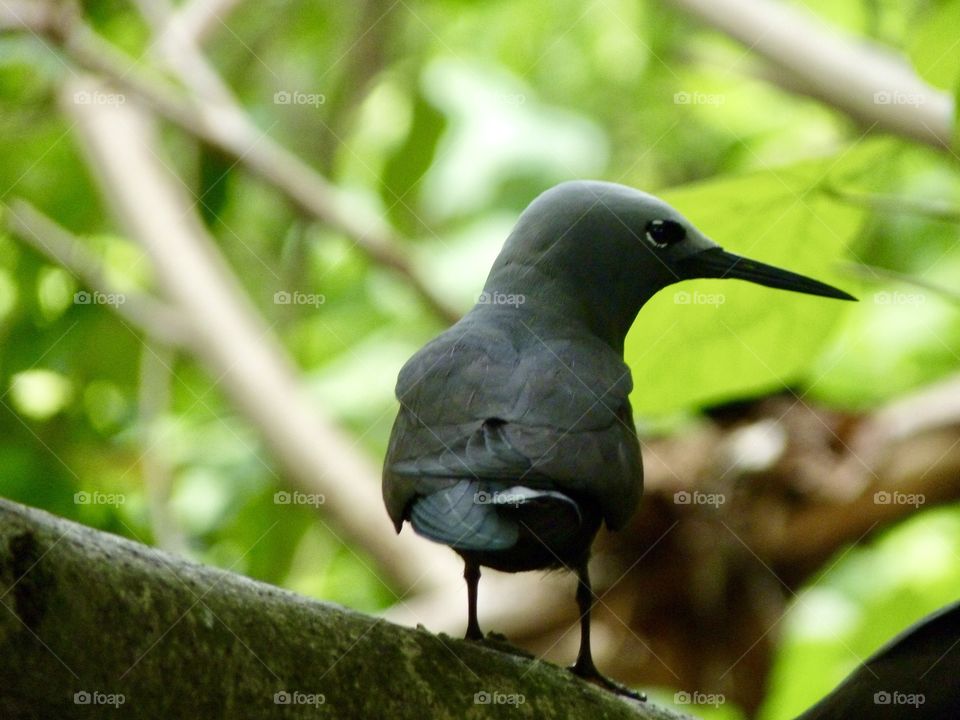 Bird Seychellen 