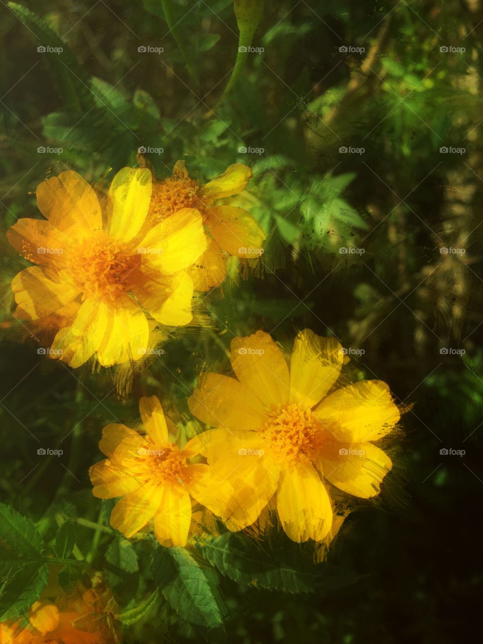 Yellow flower double exposure 