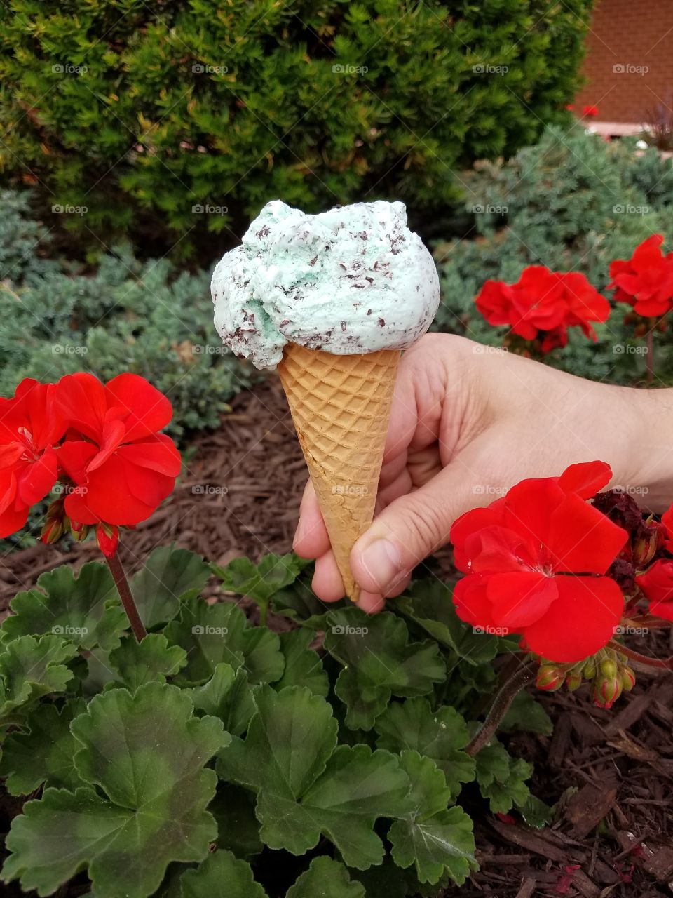 Close-up Of hand holding ice cream